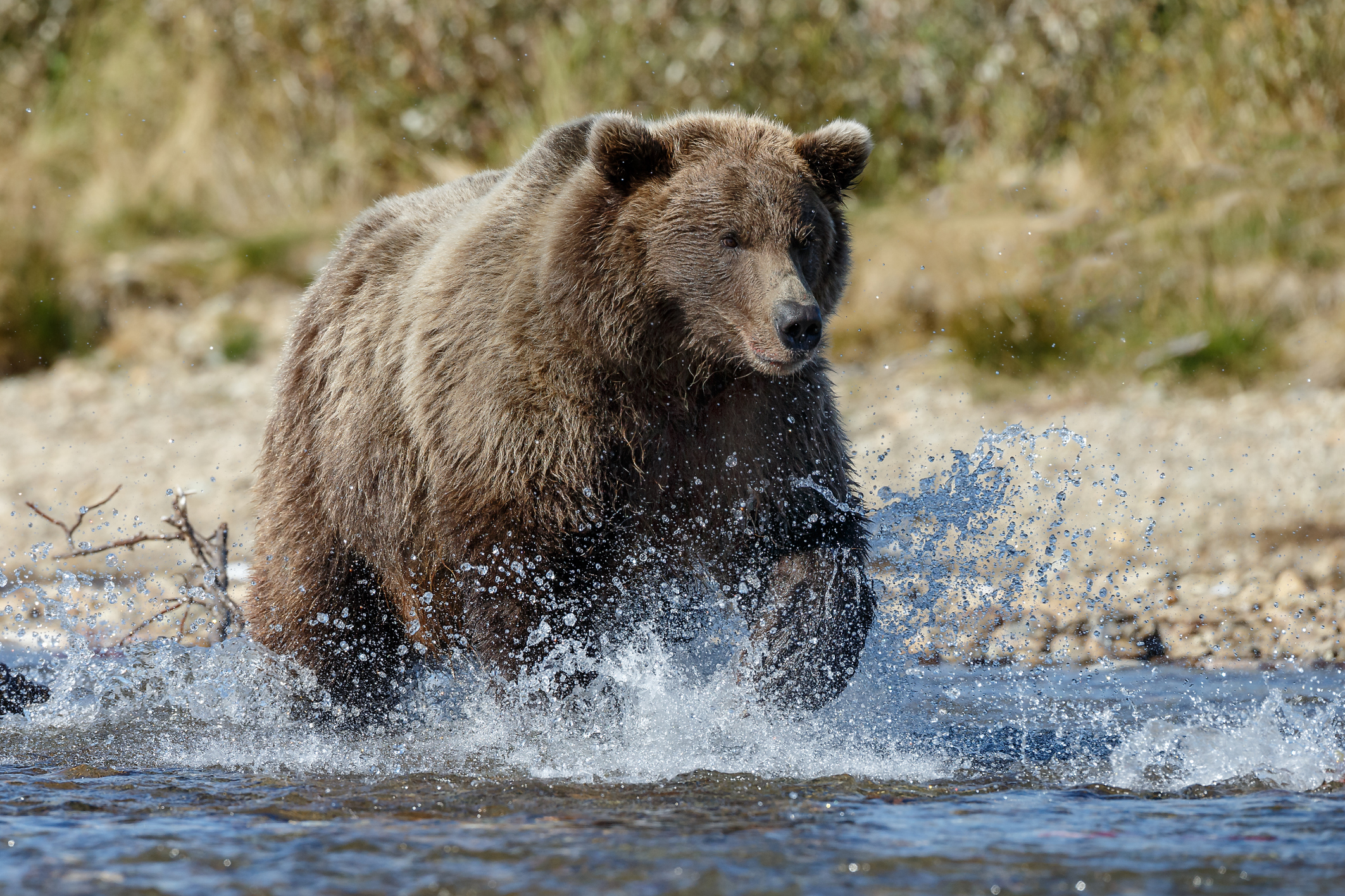 Cloud Forensics in Offline Modes: You Don’t Have to Run Faster than the Bear  Netskope