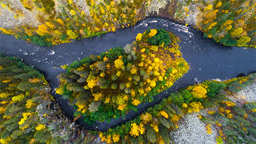 An aerial of river rapids flowing in rocky canyon during fall foliage
