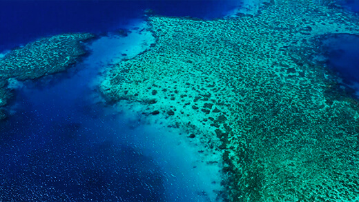 サンゴ礁の保護